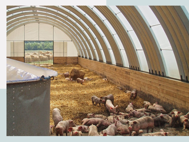 Строительство свинарников в Кургане